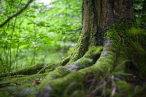 Radically Open Dialectical Behavior Therapy
